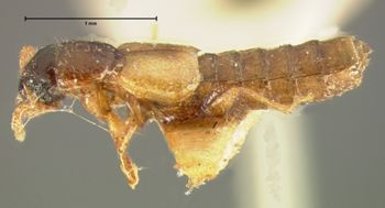 Media type: image;   Entomology 6549 Aspect: habitus lateral view